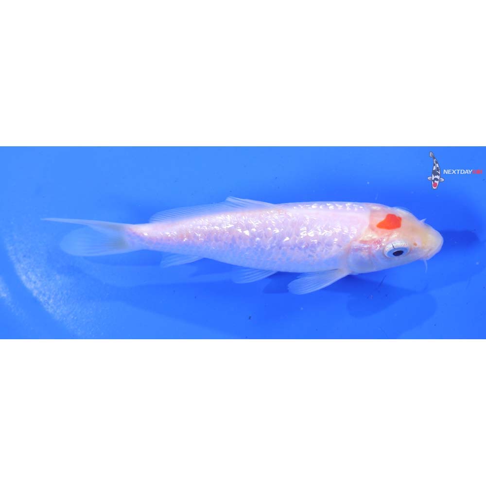 4.5” Imported Gin Rin Kohaku