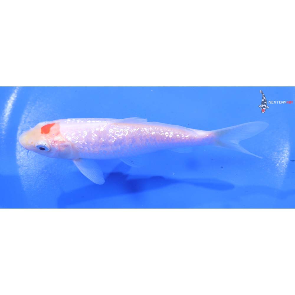 4.5” Imported Gin Rin Kohaku