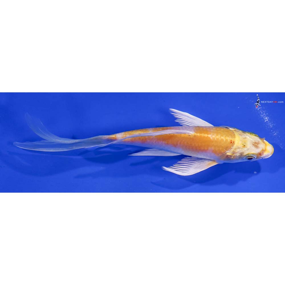 5.5” Imported Lemon Hariwake Butterfly Koi