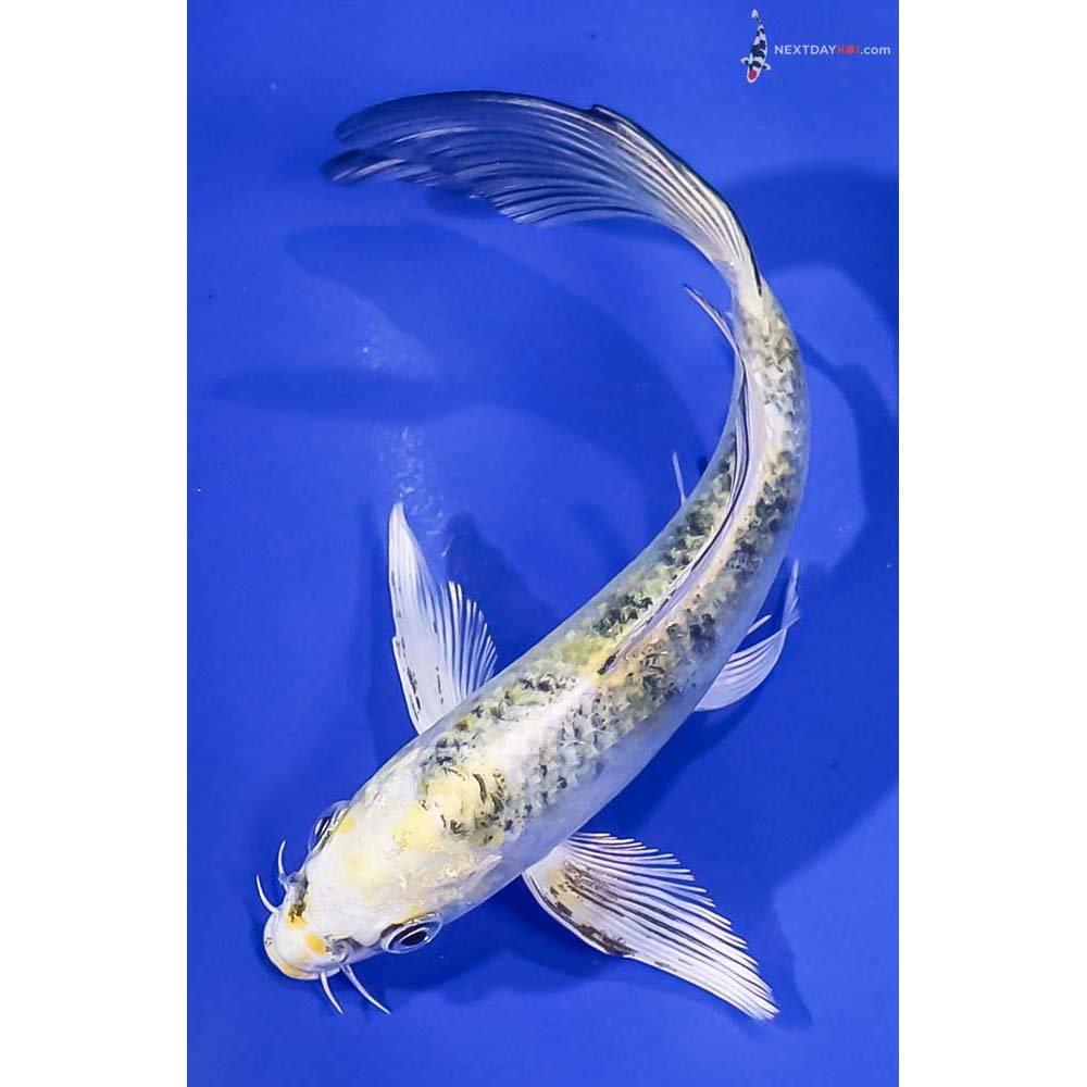 5.5” Imported Yamato Nishiki Butterfly Koi