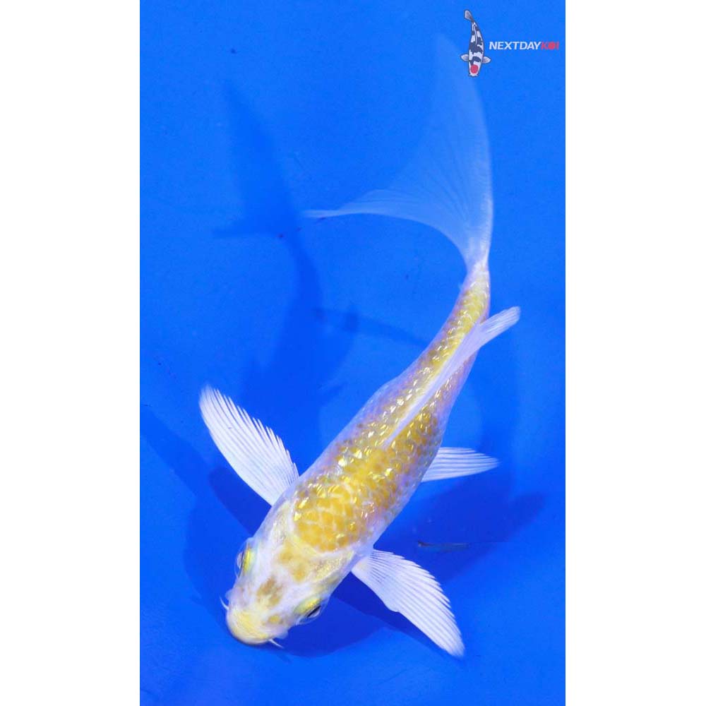 3” Imported Gin Rin Lemon Hariwake Butterfly Koi