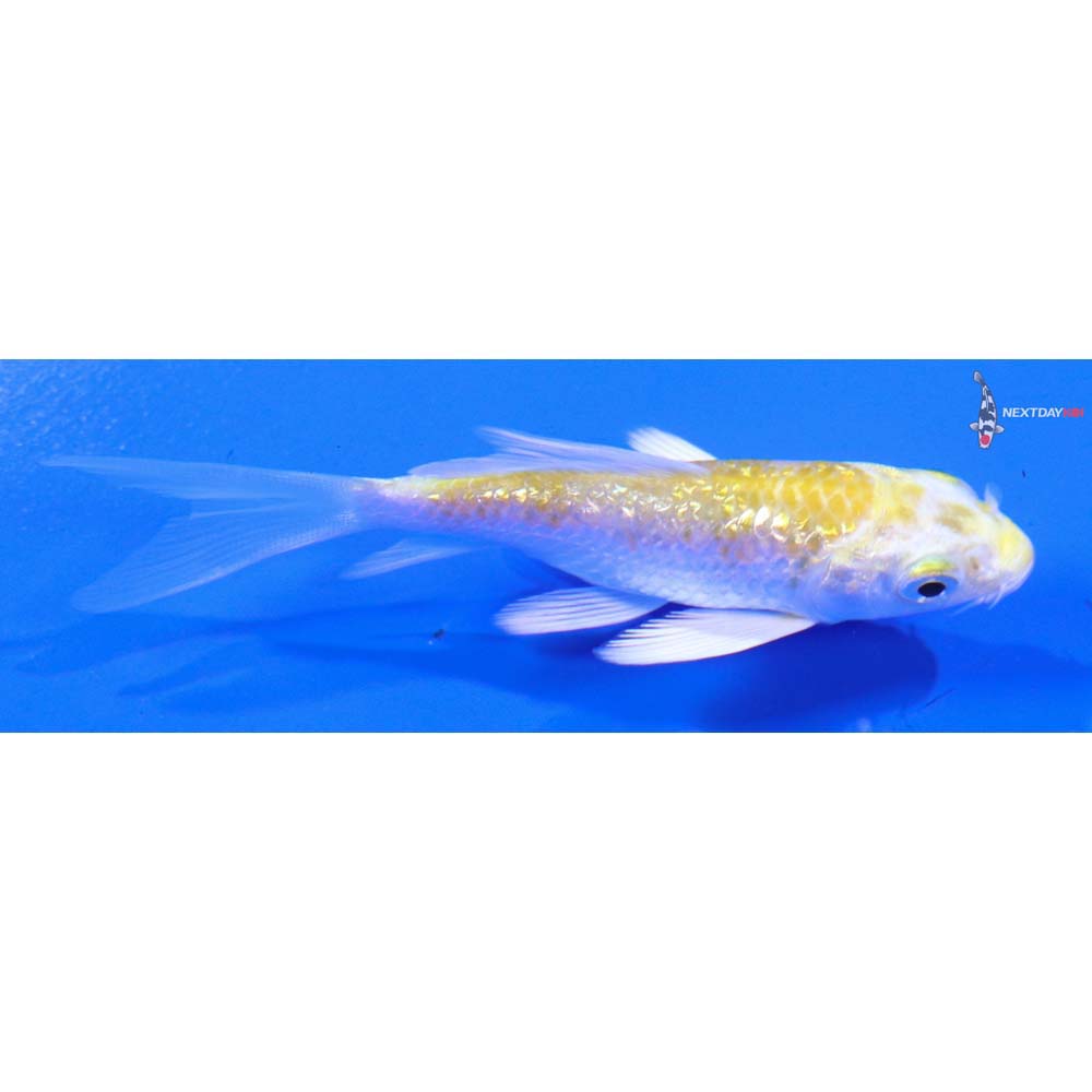 3” Imported Gin Rin Lemon Hariwake Butterfly Koi