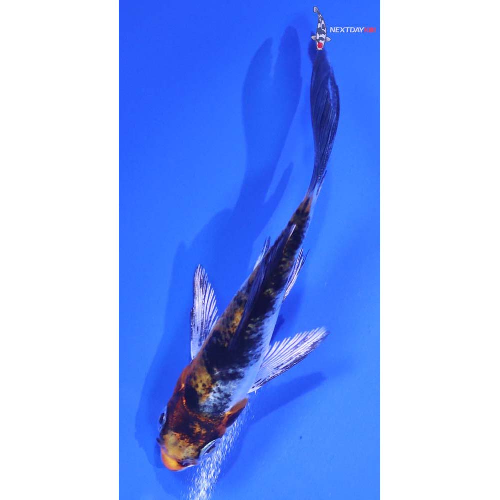 3” Imported Yamato Nishiki Butterfly Koi