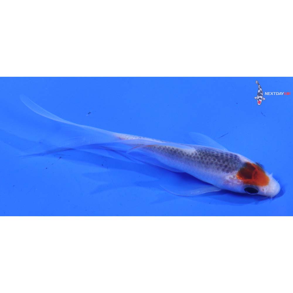 3” Imported Asagi Butterfly Koi