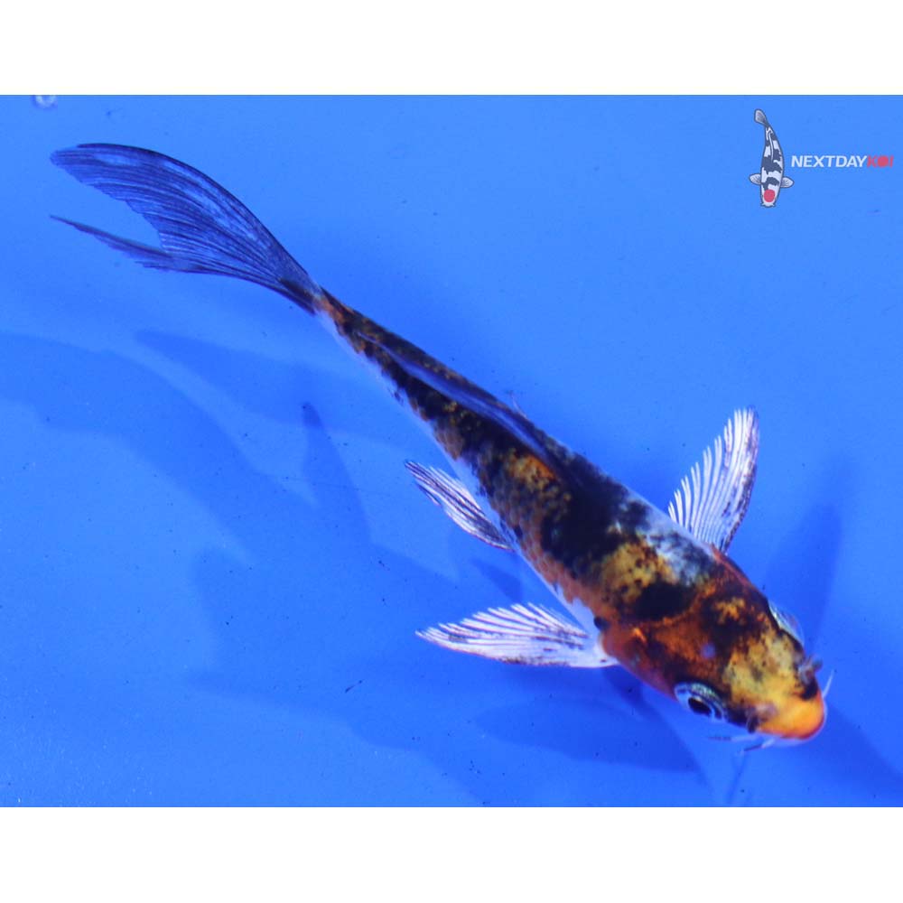 3” Imported Yamato Nishiki Butterfly Koi