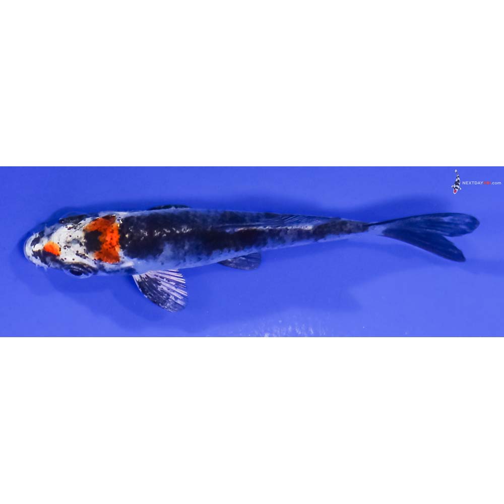 3” Imported Kujaku