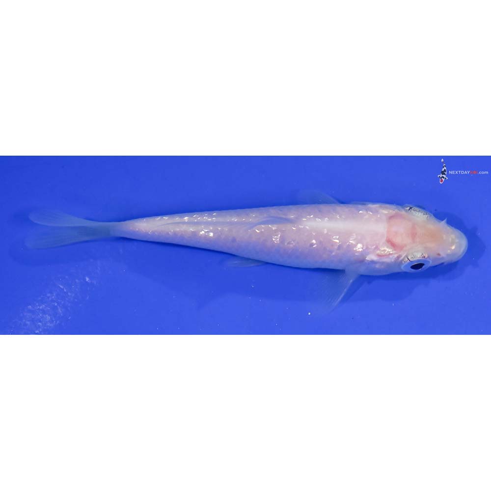 3.5” Imported Gin Rin Shiro Muji