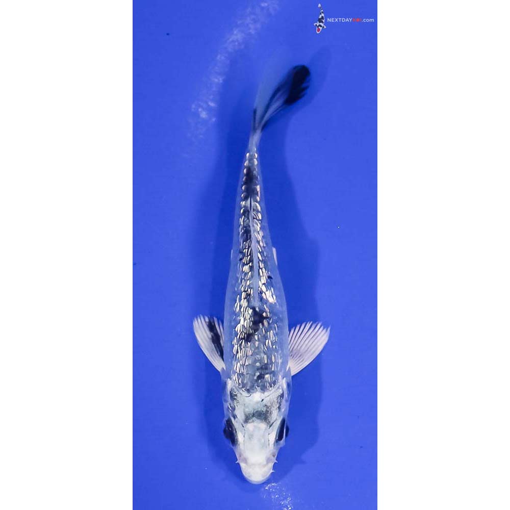 4” Imported Gin Rin Gin Shiro Bekko