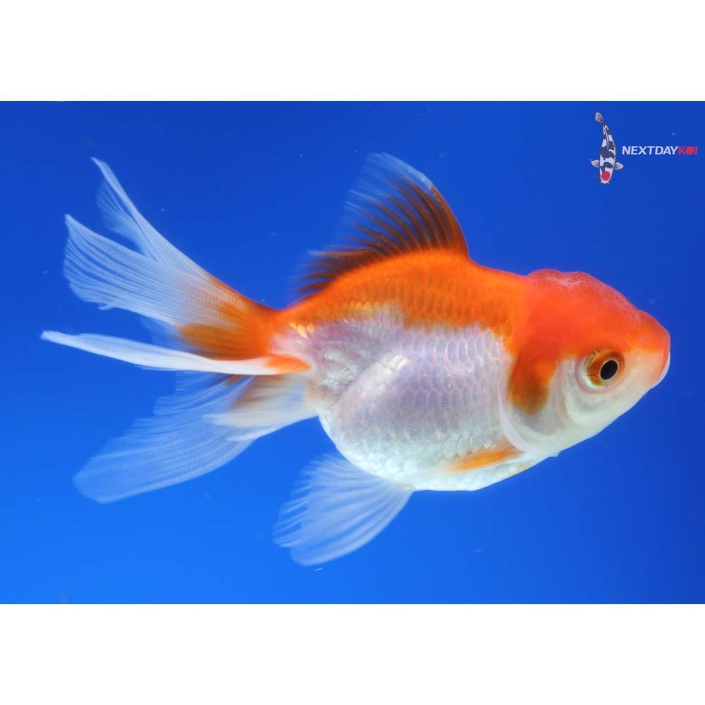 4” Imported Red and White Oranda