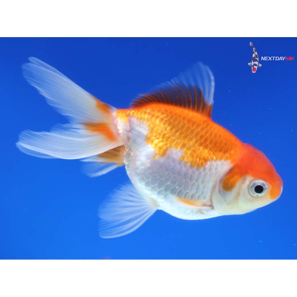 4” Imported Red and White Oranda