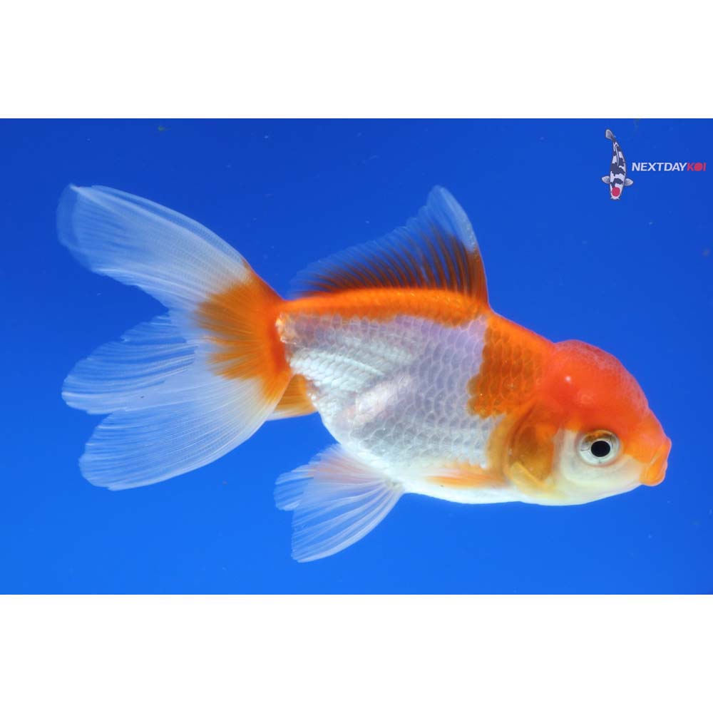 4” Imported Red and White Oranda