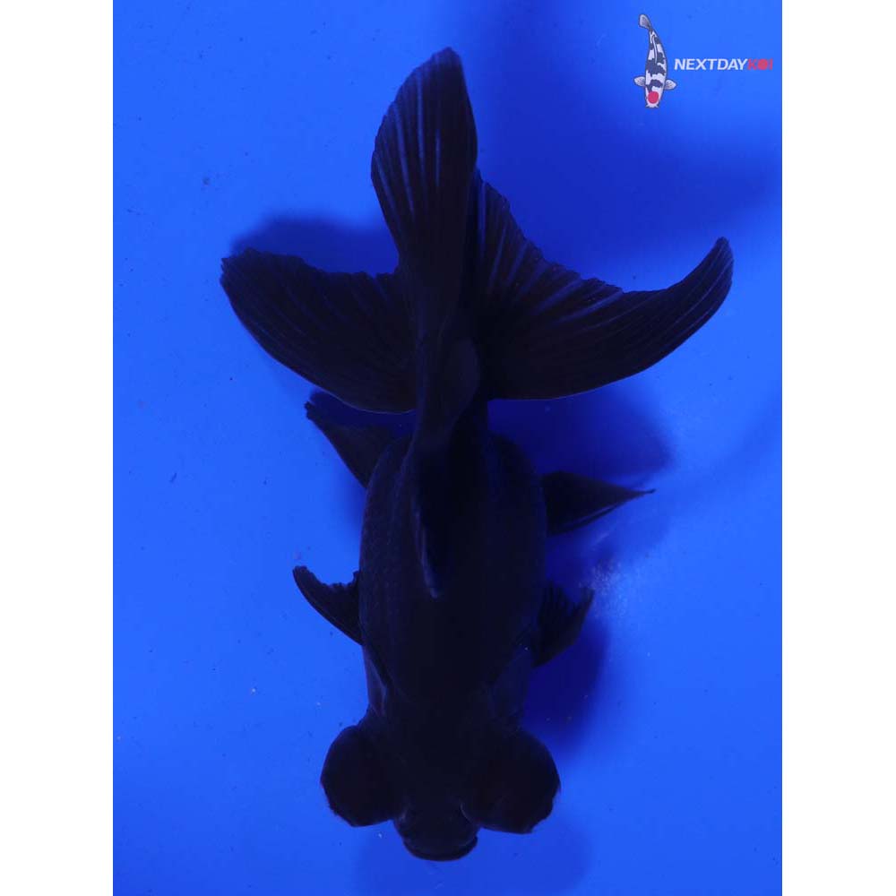 3.5” Imported Black Telescope Fantail