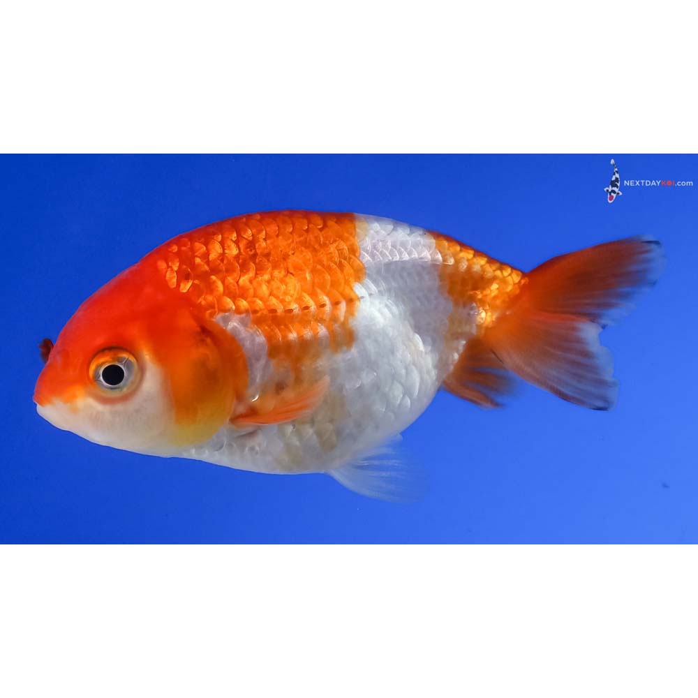 3” Imported Red and White Ranchu