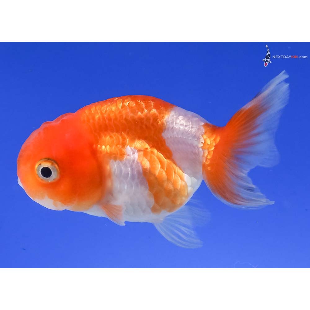 2.5” Imported Red and White Ranchu