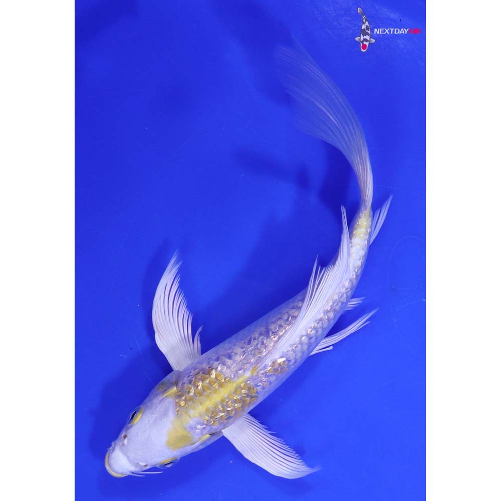 7.5” Imported Gin Rin Lemon Hariwake Butterfly Koi