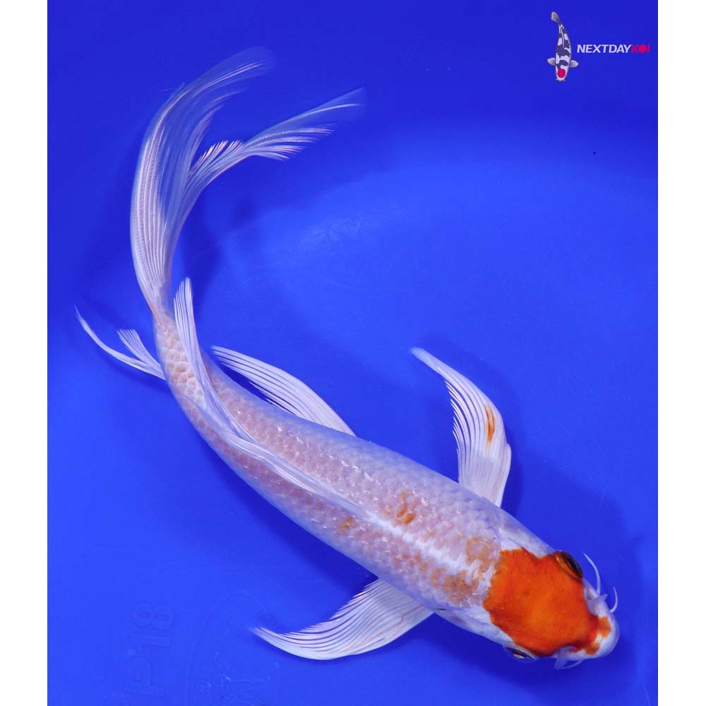 8” Imported Hariwake Butterfly Koi