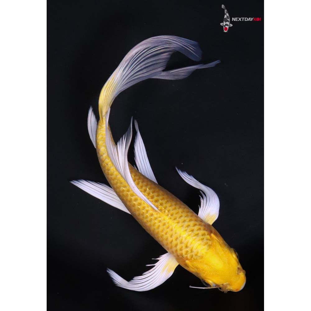 9” Imported Yamabuki Ogon Butterfly Koi