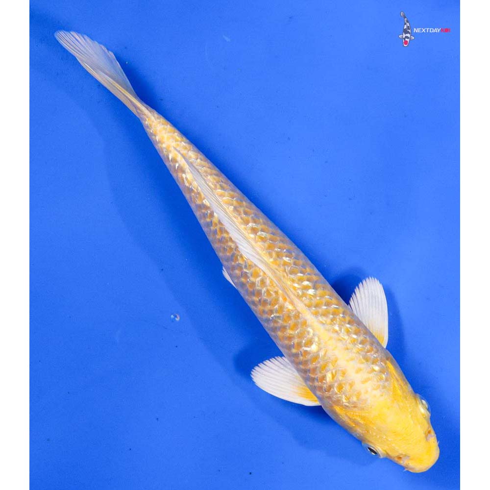 8” Imported Gin Rin Yamabuki Ogon