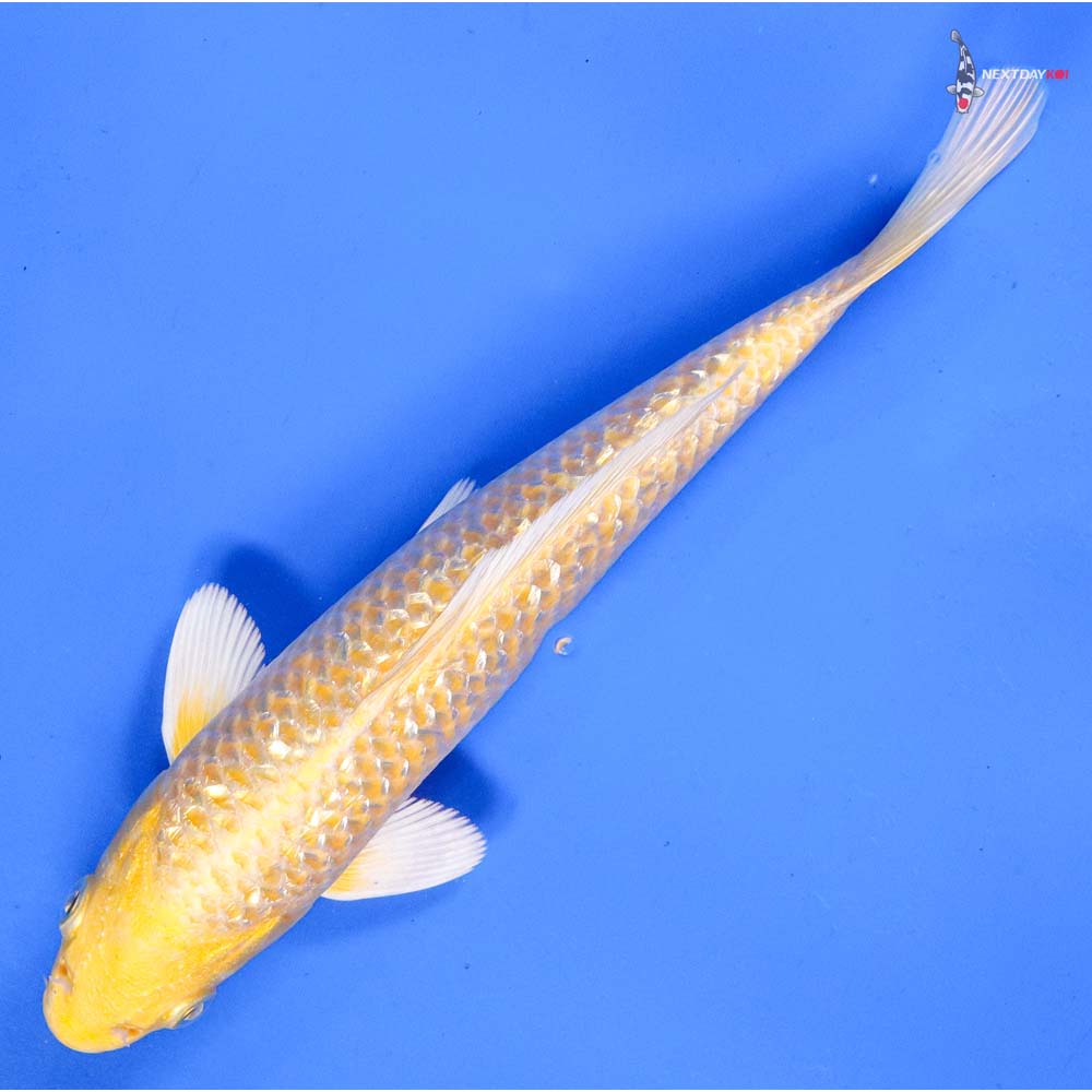 8” Imported Gin Rin Yamabuki Ogon