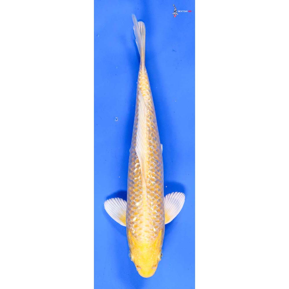 8” Imported Gin Rin Yamabuki Ogon