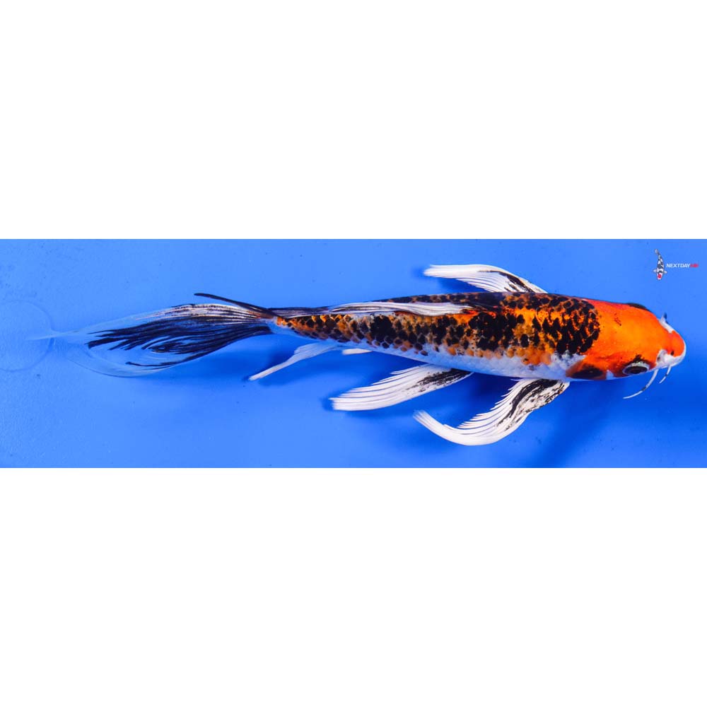 8” Imported Yamato Nishiki Butterfly Koi