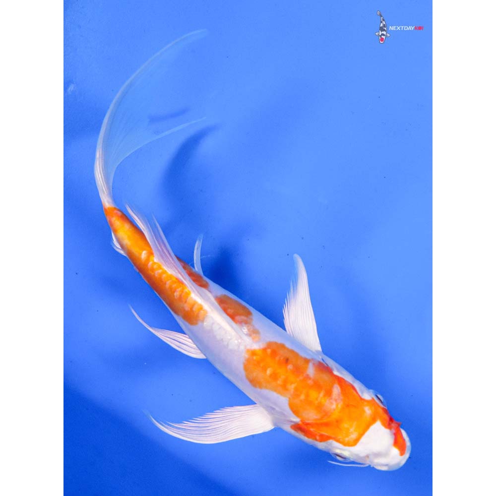 7.5” Imported Kikusui Butterfly Koi