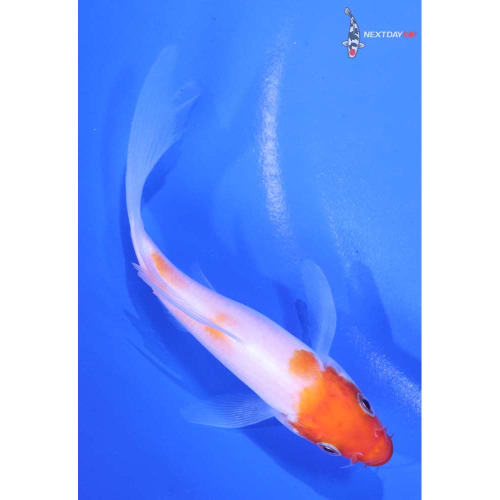 4.5” Imported Kohaku Butterfly Koi