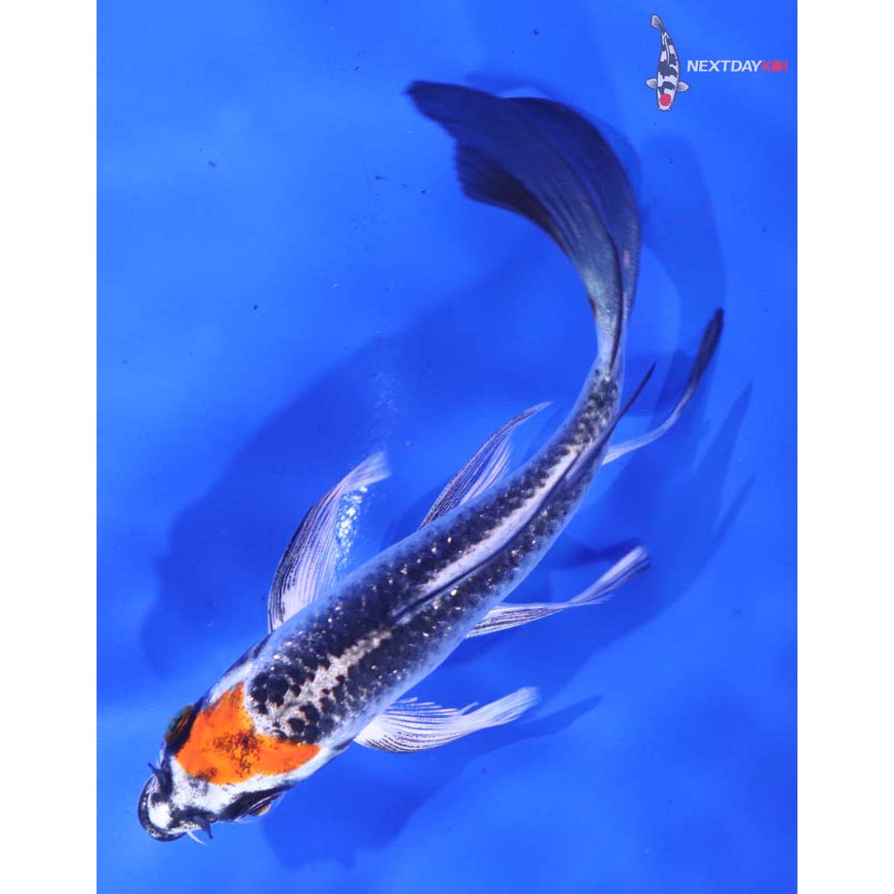4.5” Imported Kujaku Butterfly Koi