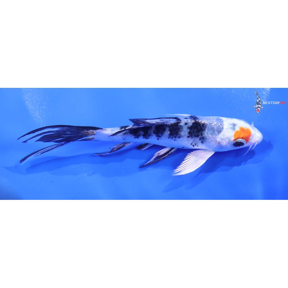 5” Imported Yamato Nishiki Butterfly Koi
