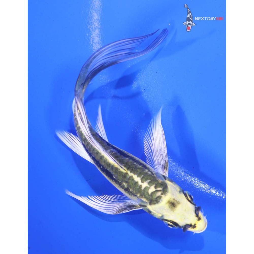 5” Imported Kin Kikokuryu Butterfly Koi