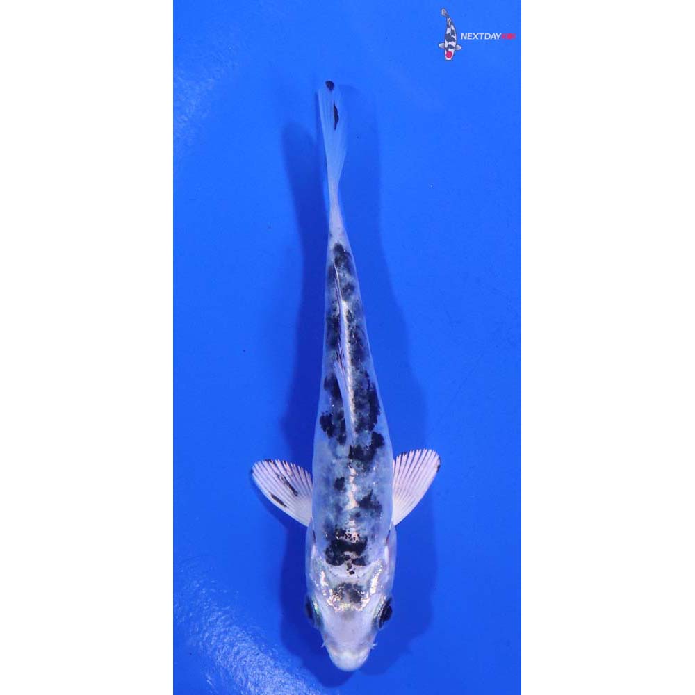 3.5” Imported Shiro Bekko