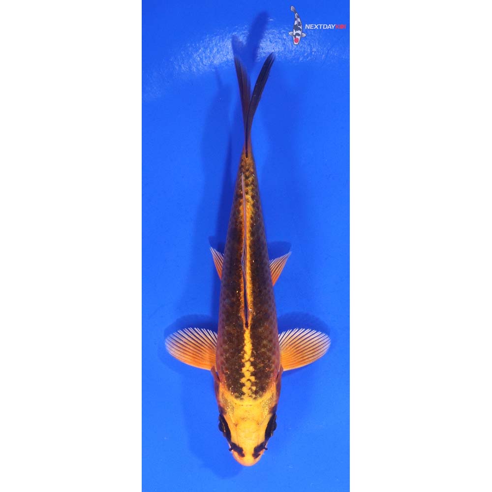 4.5” Imported Orenji Matsuba