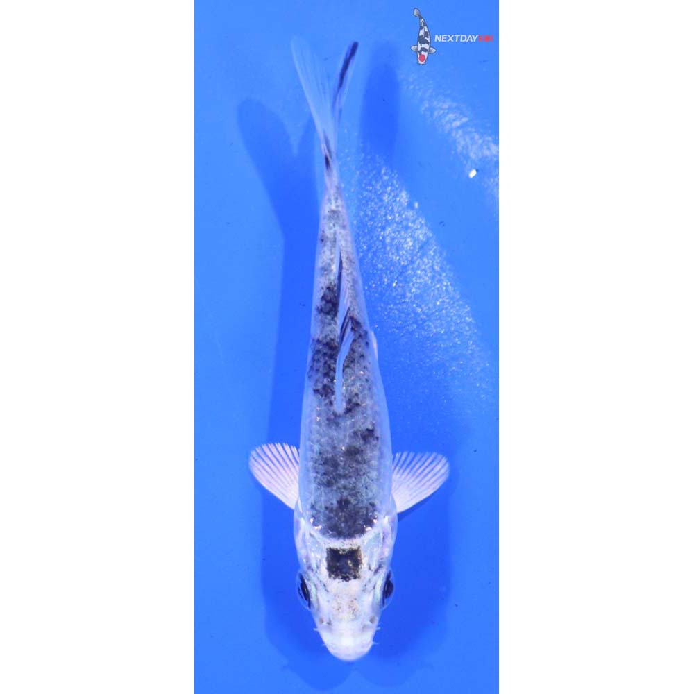 3” Imported Gin Shiro Bekko