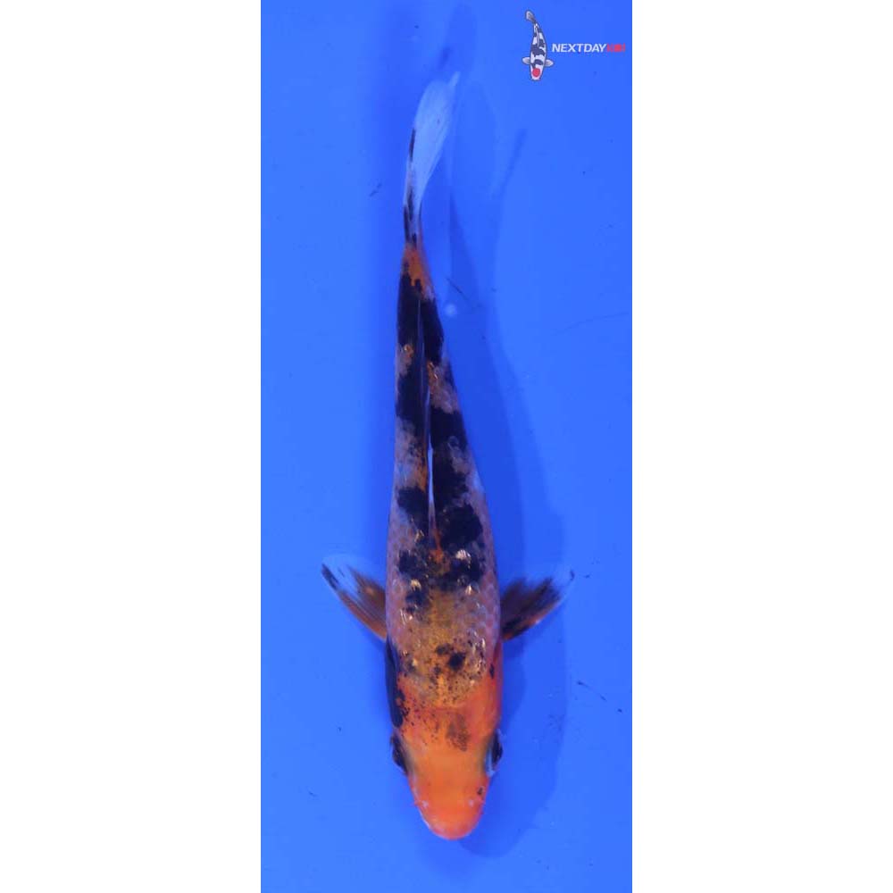 3” Imported Gin Rin Aka Sanke