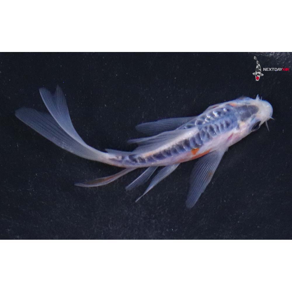3” Imported Shusui Butterfly Koi