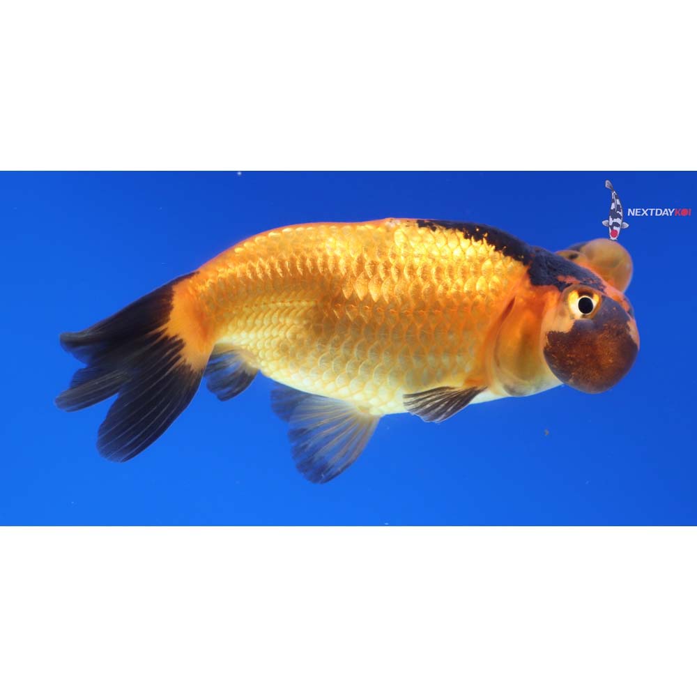 3.5” Imported Red and Black Bubble Eye