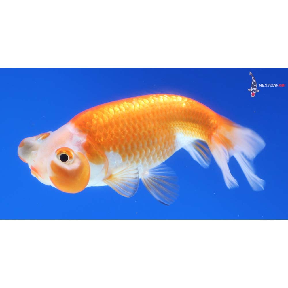 3.5” Imported Red and White Bubble Eye