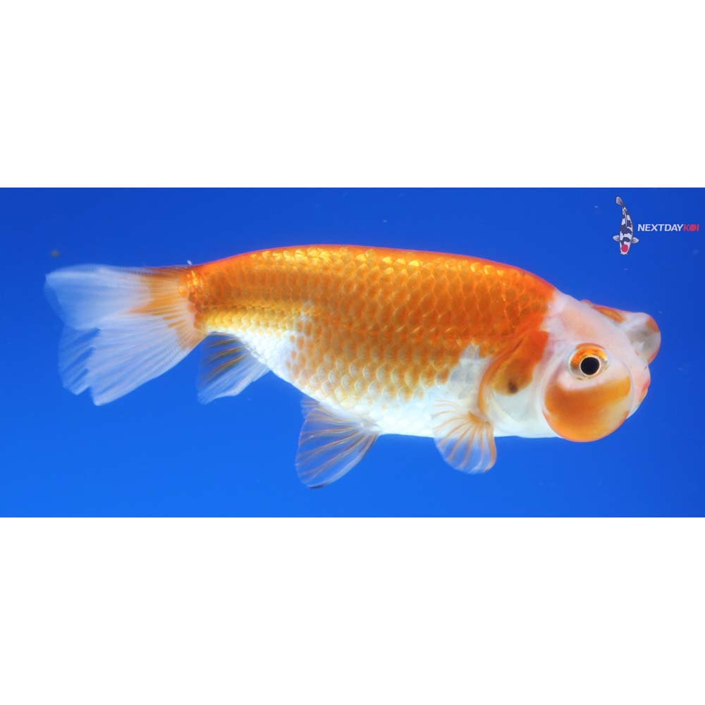 3.5” Imported Red and White Bubble Eye