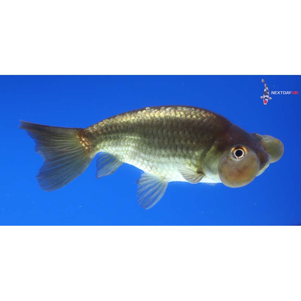 3.5” Imported Black Bubble Eye