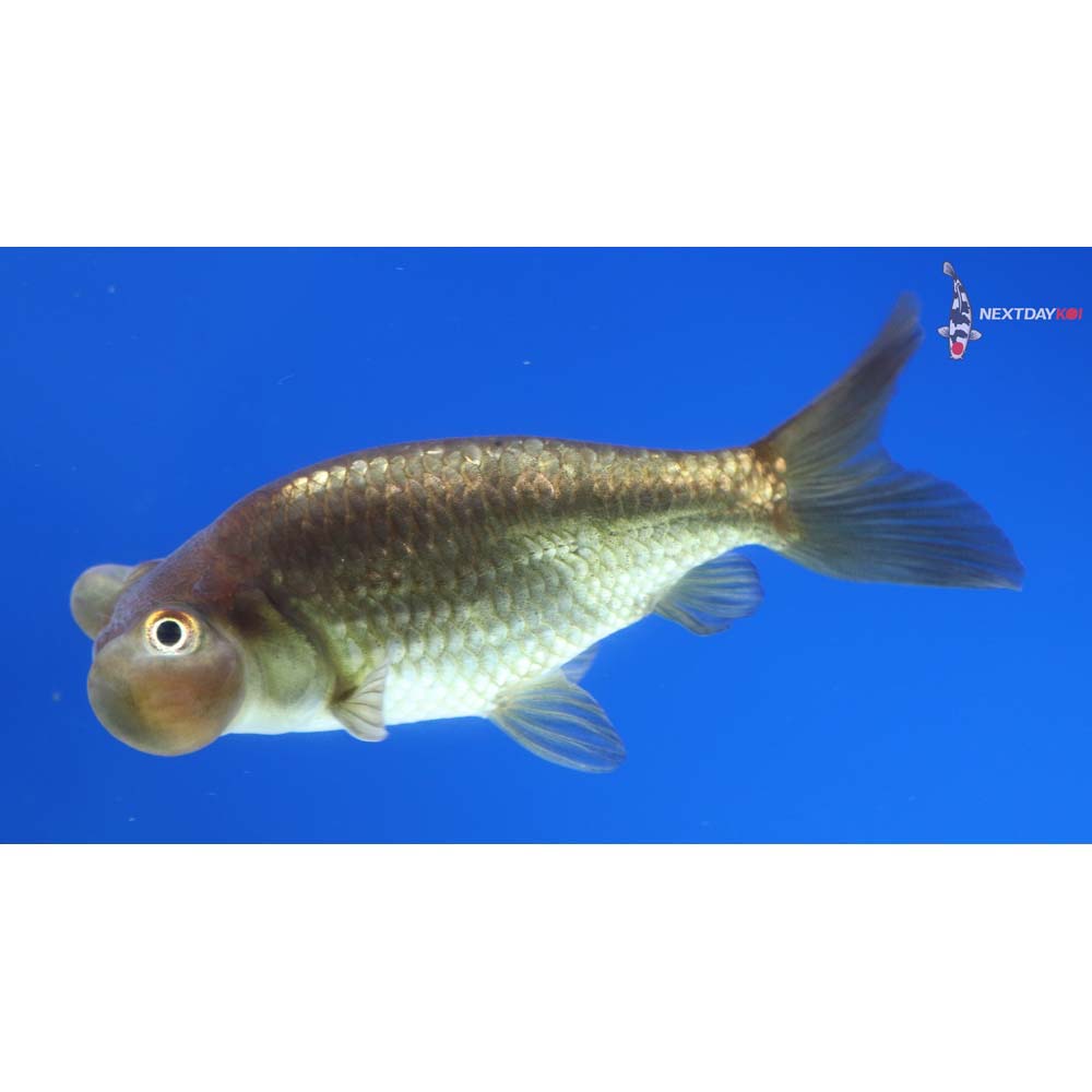 3.5” Imported Black Bubble Eye