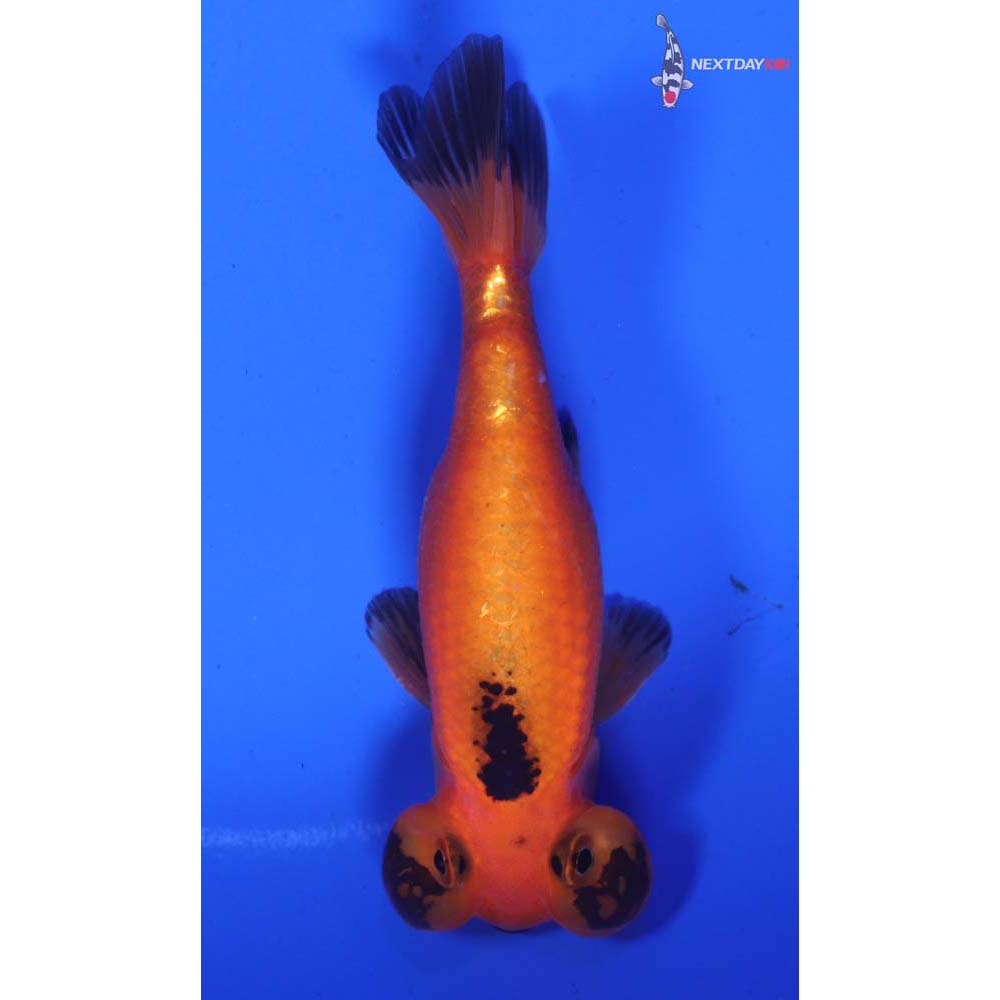 3.5” Imported Red and Black Bubble Eye