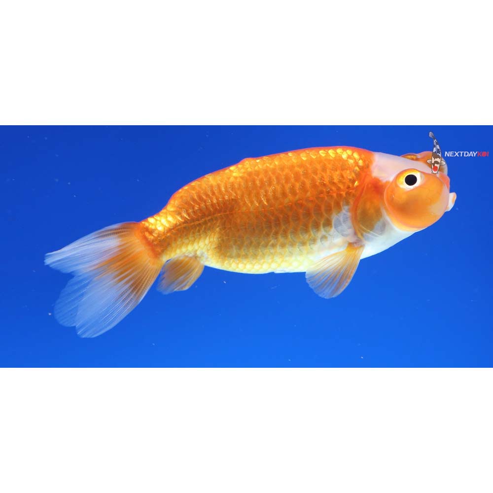 3.5” Imported Red and White Bubble Eye