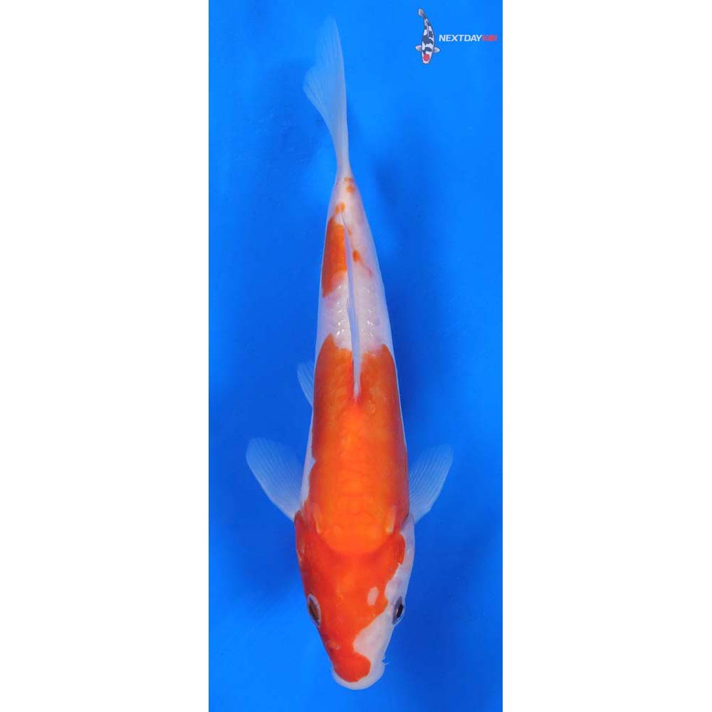 7” Imported Doitsu Kohaku