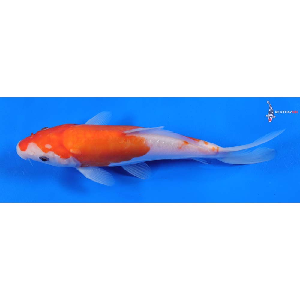 7” Imported Doitsu Kohaku