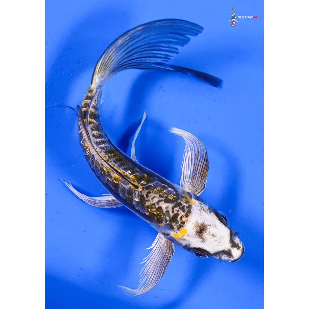 6” Imported Gin Rin Kin Kikokuryu Butterfly Koi