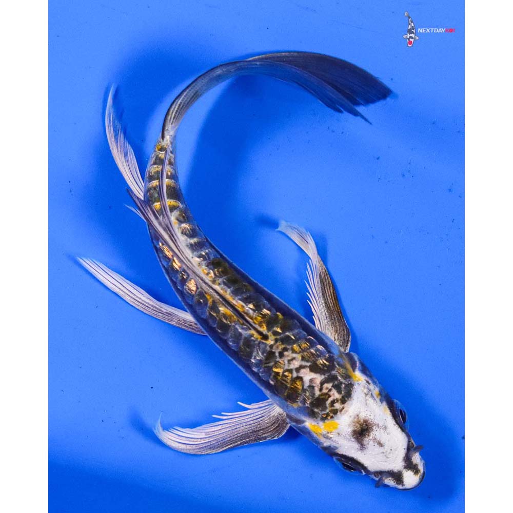 6” Imported Gin Rin Kin Kikokuryu Butterfly Koi