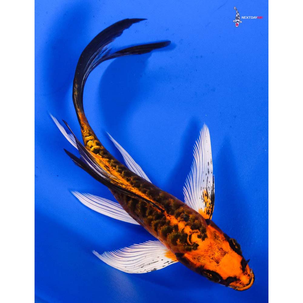 6” Imported Armor Scaled Orenji Matsuba Butterfly Koi