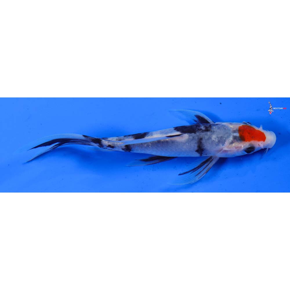5.5” Imported Sanke Butterfly Koi