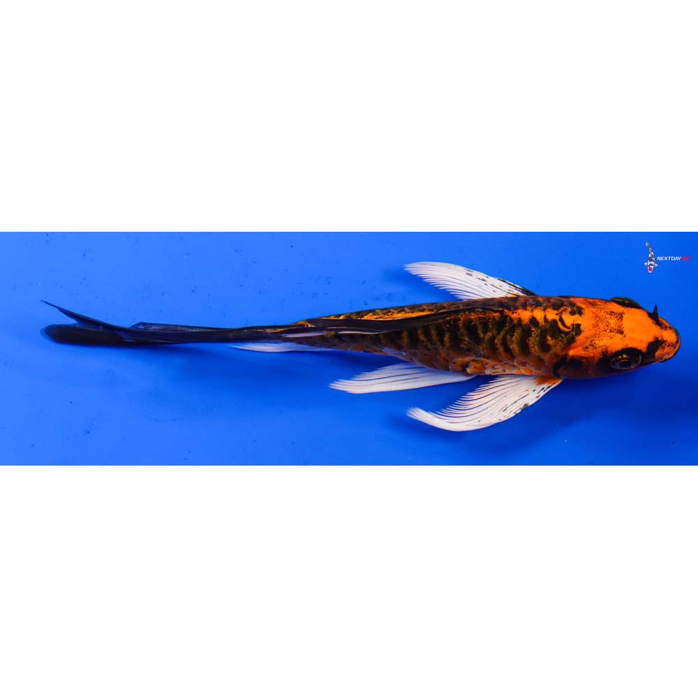 6” Imported Armor Scaled Orenji Matsuba Butterfly Koi