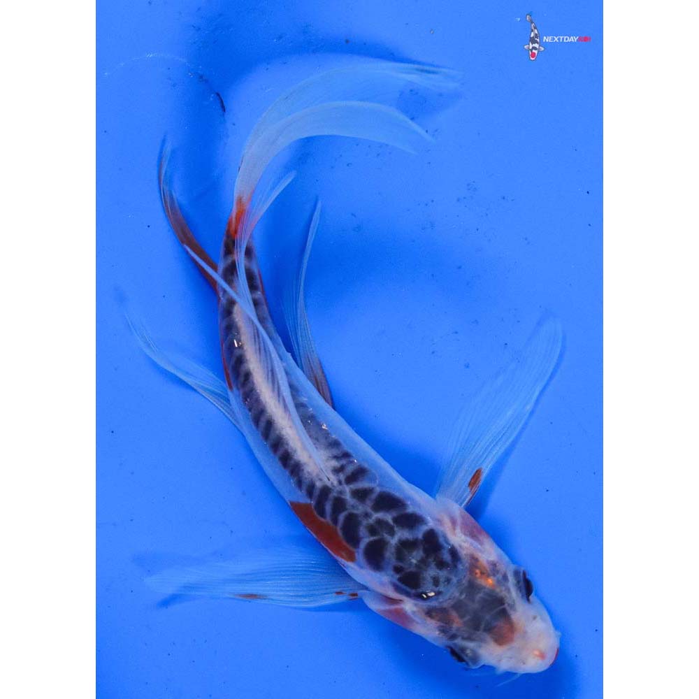 5” Imported Shusui Butterfly Koi